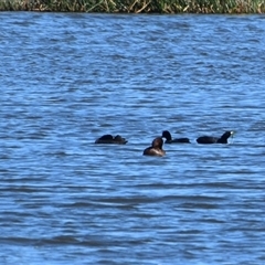 Fulica atra (Eurasian Coot) at Uralla, NSW - 1 Sep 2024 by LyndalT