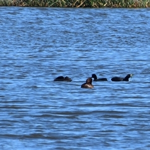 Fulica atra at Uralla, NSW - 1 Sep 2024