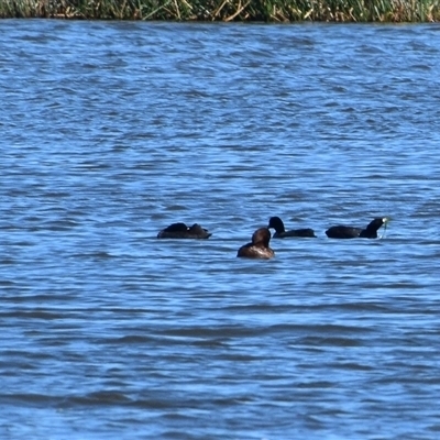 Fulica atra (Eurasian Coot) at Uralla, NSW - 1 Sep 2024 by LyndalT