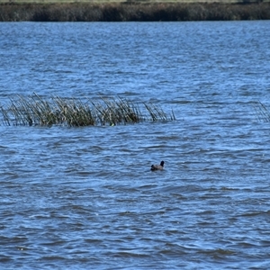 Fulica atra at Uralla, NSW - 1 Sep 2024