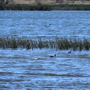 Fulica atra at Uralla, NSW - 1 Sep 2024