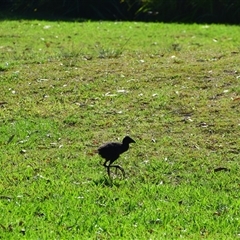 Porphyrio melanotus (Australasian Swamphen) at Rangeville, QLD - 3 Sep 2024 by LyndalT