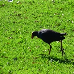 Porphyrio melanotus at Rangeville, QLD - 3 Sep 2024