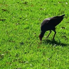 Porphyrio melanotus at Rangeville, QLD - 3 Sep 2024