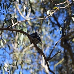 Cracticus torquatus (Grey Butcherbird) at Rangeville, QLD - 3 Sep 2024 by LyndalT