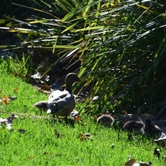 Chenonetta jubata (Australian Wood Duck) at Rangeville, QLD - 2 Sep 2024 by LyndalT