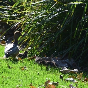 Chenonetta jubata at Rangeville, QLD - 3 Sep 2024