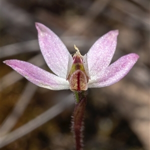 Caladenia fuscata at Denman Prospect, ACT - suppressed