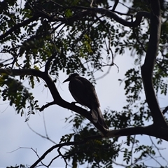 Philemon buceroides (Helmeted Friarbird) at Rangeville, QLD - 4 Sep 2024 by LyndalT