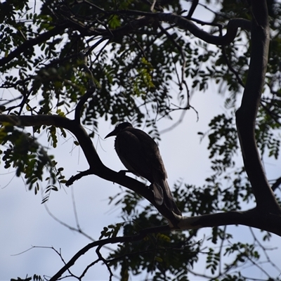 Philemon buceroides (Helmeted Friarbird) at Rangeville, QLD - 3 Sep 2024 by LyndalT