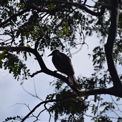 Philemon buceroides at Rangeville, QLD - 4 Sep 2024 09:40 AM