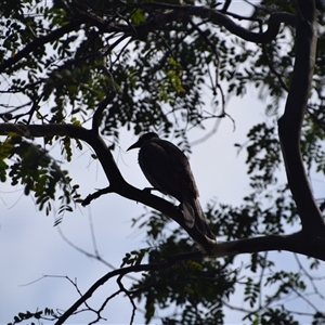 Philemon buceroides at Rangeville, QLD - 4 Sep 2024 09:40 AM