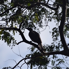 Philemon buceroides at Rangeville, QLD - 4 Sep 2024 09:40 AM
