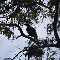 Philemon buceroides at Rangeville, QLD - 4 Sep 2024 09:40 AM