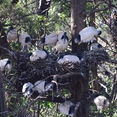 Threskiornis molucca (Australian White Ibis) at Rangeville, QLD - 3 Sep 2024 by LyndalT