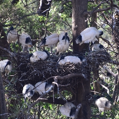 Threskiornis molucca (Australian White Ibis) at Rangeville, QLD - 2 Sep 2024 by LyndalT