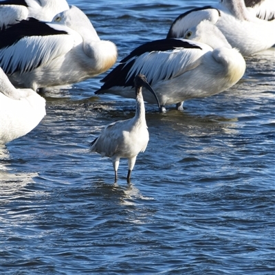 Threskiornis molucca (Australian White Ibis) at Teralba, NSW - 31 Aug 2024 by LyndalT