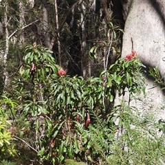 Telopea speciosissima (NSW Waratah) at Oakdale, NSW - 14 Sep 2024 by bufferzone