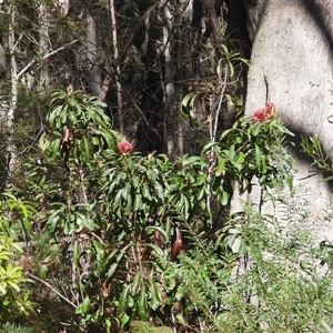 Telopea speciosissima at Oakdale, NSW - 15 Sep 2024