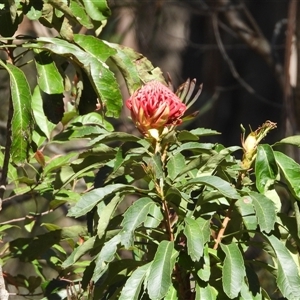 Telopea speciosissima at Oakdale, NSW - 15 Sep 2024