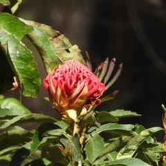 Telopea speciosissima at Oakdale, NSW - 15 Sep 2024