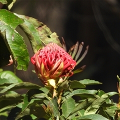 Telopea speciosissima at Oakdale, NSW - suppressed