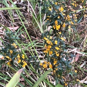 Podolobium ilicifolium at Upper Kangaroo River, NSW - 15 Sep 2024