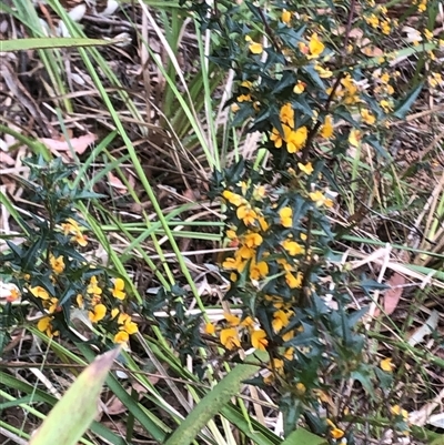 Podolobium ilicifolium (prickly shaggy-pea) at Upper Kangaroo River, NSW - 15 Sep 2024 by CatherineGorman