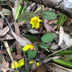 Hibbertia dentata (Twining Guinea Flower) at Upper Kangaroo River, NSW - 15 Sep 2024 by CatherineGorman