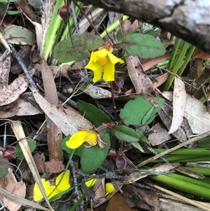 Hibbertia dentata at Upper Kangaroo River, NSW - 15 Sep 2024