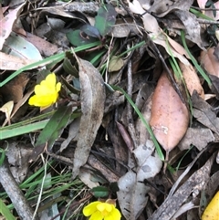 Hibbertia dentata (Twining Guinea Flower) at Upper Kangaroo River, NSW - 15 Sep 2024 by CatherineGorman