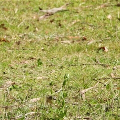 Acanthiza chrysorrhoa at Oakdale, NSW - suppressed