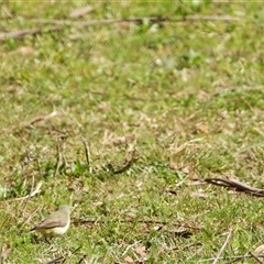 Acanthiza chrysorrhoa at Oakdale, NSW - 15 Sep 2024