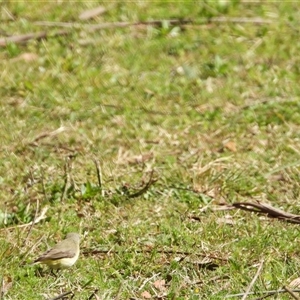 Acanthiza chrysorrhoa at Oakdale, NSW - suppressed