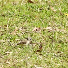 Acanthiza chrysorrhoa at Oakdale, NSW - suppressed