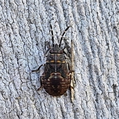 Acanthosomatidae (family) at Goulburn, NSW - 15 Sep 2024 by trevorpreston