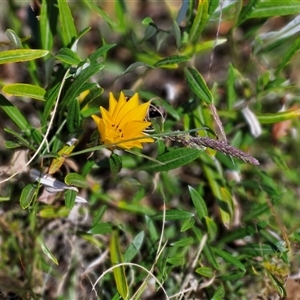 Gazania sp. at Goulburn, NSW - 15 Sep 2024