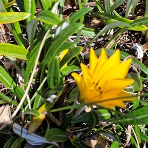 Gazania sp. at Goulburn, NSW - 15 Sep 2024