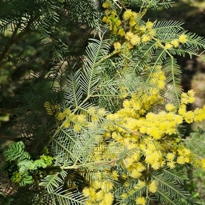 Acacia decurrens at Goulburn, NSW - 15 Sep 2024