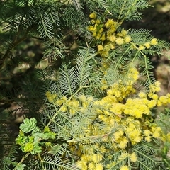 Acacia decurrens at Goulburn, NSW - 15 Sep 2024