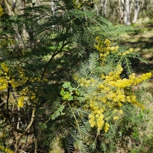 Acacia decurrens at Goulburn, NSW - 15 Sep 2024