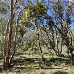 Acacia decurrens at Goulburn, NSW - 15 Sep 2024 10:50 AM