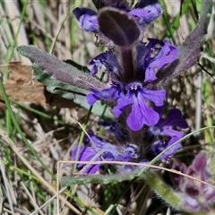 Ajuga australis (Austral Bugle) at Goulburn, NSW - 15 Sep 2024 by trevorpreston