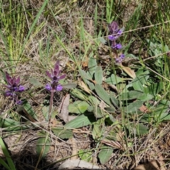 Ajuga australis at Goulburn, NSW - 15 Sep 2024