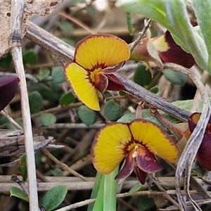 Bossiaea buxifolia at Goulburn, NSW - 15 Sep 2024