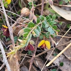 Bossiaea buxifolia at Goulburn, NSW - 15 Sep 2024