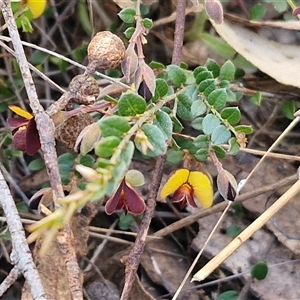 Bossiaea buxifolia at Goulburn, NSW - 15 Sep 2024