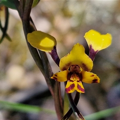 Diuris pardina (Leopard Doubletail) at Goulburn, NSW - 15 Sep 2024 by trevorpreston