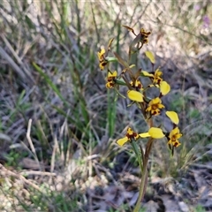 Diuris pardina at Goulburn, NSW - 15 Sep 2024