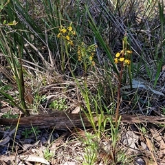 Diuris pardina at Goulburn, NSW - suppressed